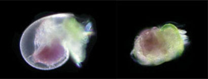 abalone-larva Abalone larva at 21 hours reared in today's ocean conditions, compared with one reared in mildly acidic conditions