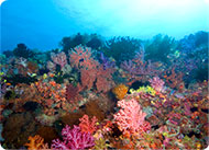 Coral reef