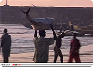 all humans dependant on the oceans for food