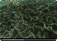 Devastated coral Devastated coral